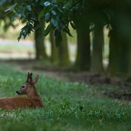 Calme Avec Piscine Chauffée, Cheminée, Salle De Jeux Et Vélos - Parfait Pour Familles Et Amis - Fr-1-410-141 * La Chapelle-aux-Choux