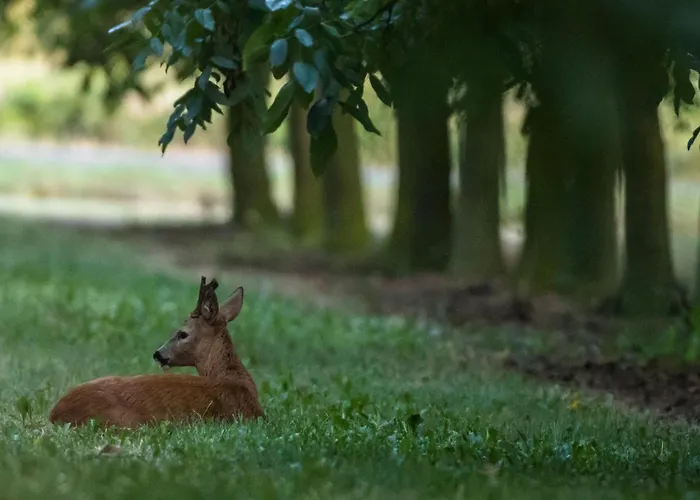 Calme Avec Piscine Chauffée, Cheminée, Salle De Jeux Et Vélos - Parfait Pour Familles Et Amis - Fr-1-410-141 * La Chapelle-aux-Choux